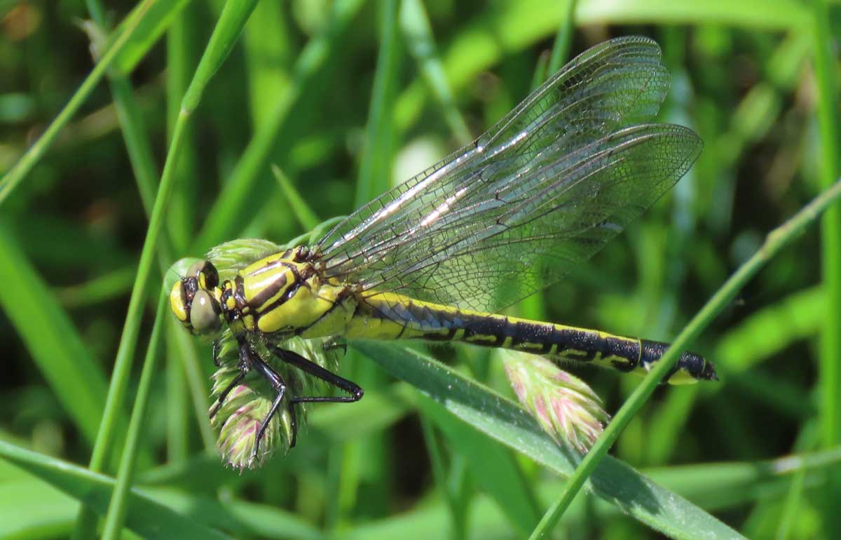 Gomphus_vulgatissimus